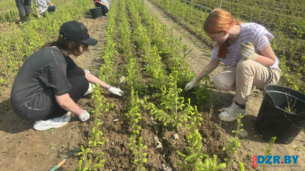 Школьники из Дзержинского района летом работают в питомнике Минского лесхоза