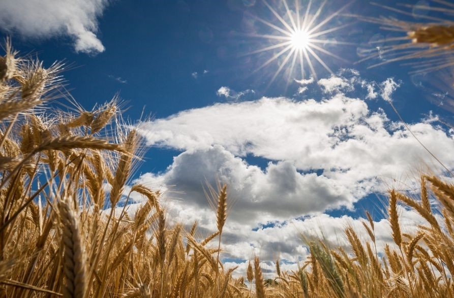 До +20 °C обещают синоптики 22 августа в Минской области