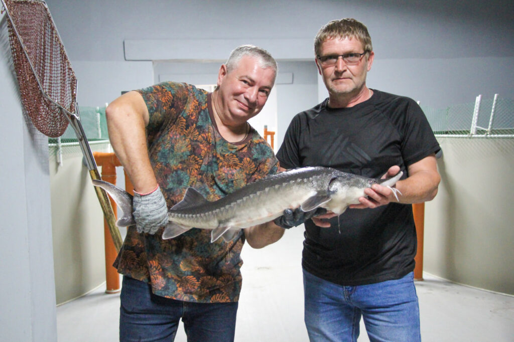 «Царская рыба» – made in Станьково: репортаж с экспериментальной осетровой фермы
