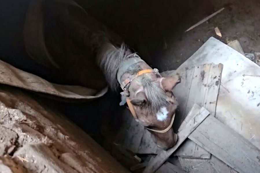 В Дзержинском районе конь провалился в погреб — животное спасли работники РОЧС