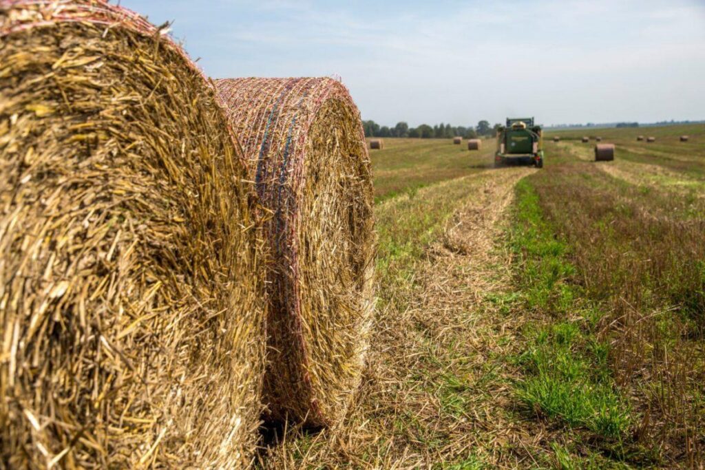 Открыто голосование за лучшую соломенную фигуру Минской области — 2025
