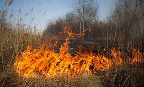Какой штраф предусмотрен за выжигание сухой растительности, рассказали в Минприроды