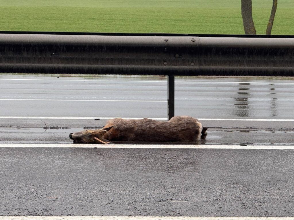 В БООР рассказали, как избежать столкновения с дикими животными на автодорогах
