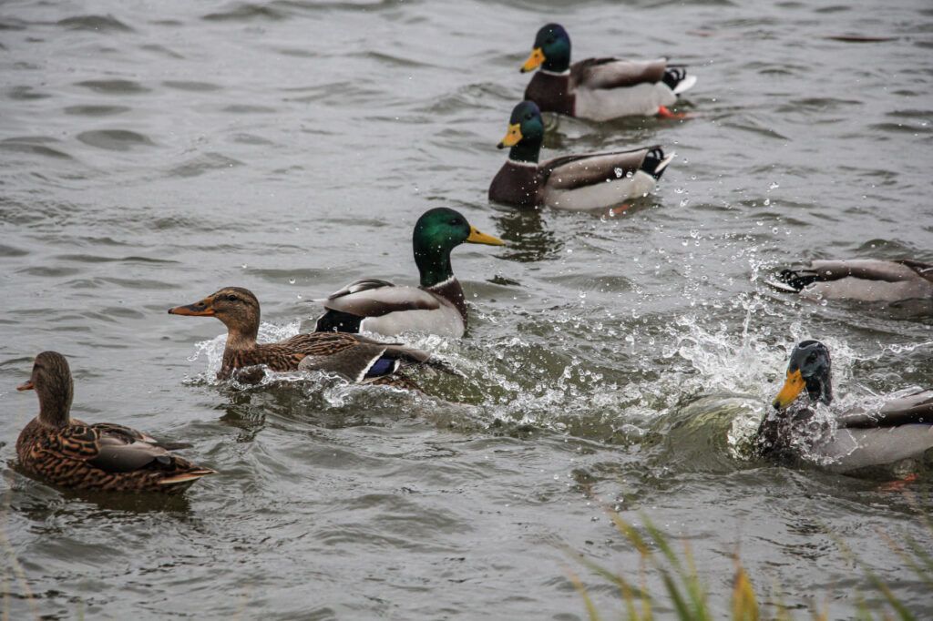 Утиные истории на городском озере в Родниках