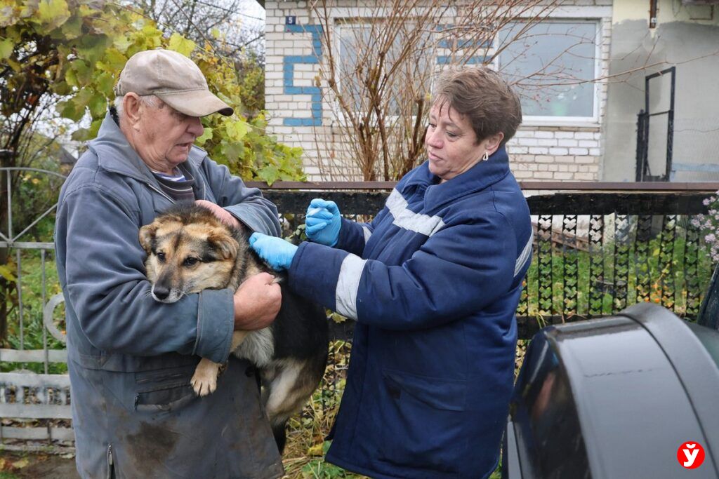 Вакцинация животных от бешенства в Дзержинском районе: выгодно и с выездом ветврача на село