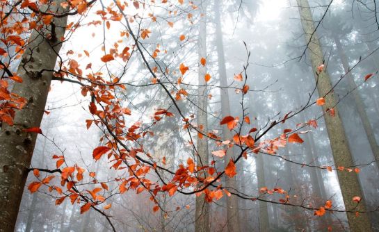 До +10°С и без осадков ожидается в Минской области 4 ноября