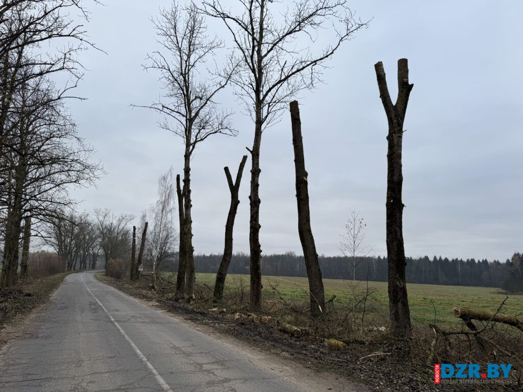 Работы по санитарной обрезке деревьев начались в Негорельском сельсовете