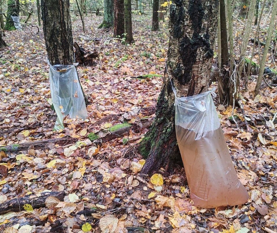 Осенний «урожай» березового сока: в Дзержинском районе обнаружили незаконную заготовку