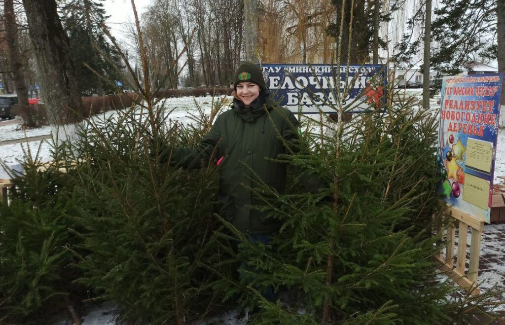 Где купить новогоднюю ель в Дзержинском районе и сколько она будет стоить, рассказали в Минском лесхозе