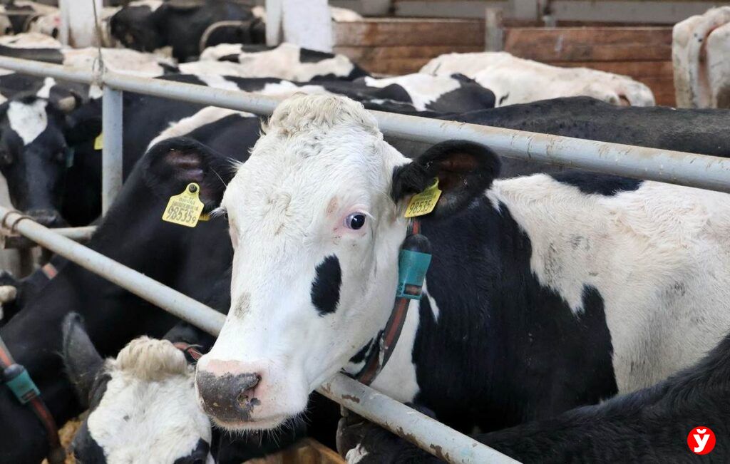 Как современное хозяйство «Крутогорье-Петковичи» в Дзержинском районе превращает технологии в урожай и надои