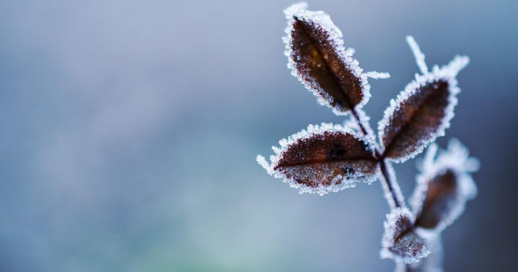 До 1°С днем и без осадков: какая погода будет в Минской области 19 декабря?