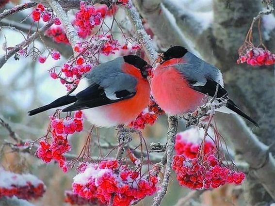 До +3°С и без осадков — о погоде в Минской области 2 декабря рассказали синоптики