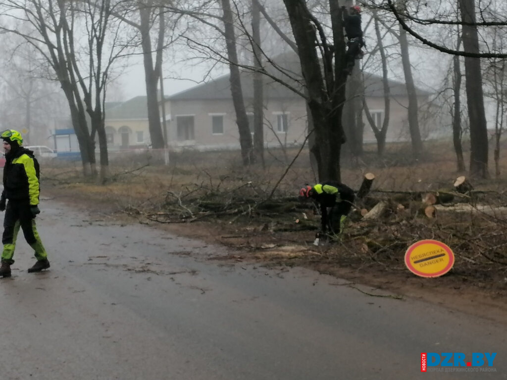 В Путчинском сельсовете приводят в порядок деревья и дороги