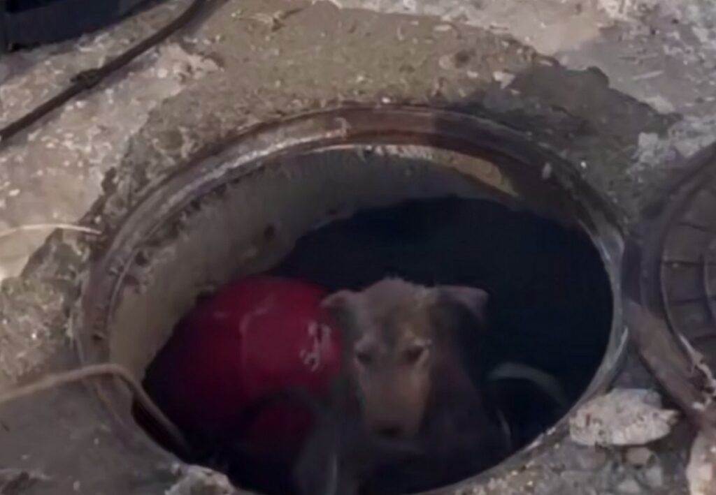 В деревне Павелково пожарные спасли собаку, провалившуюся в колодец