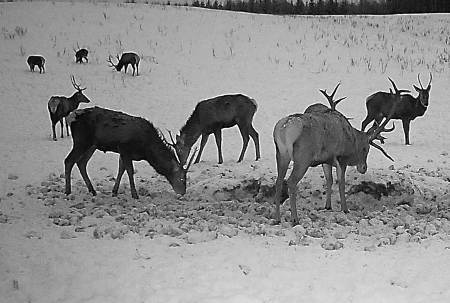 Как в Минском лесхозе ведут подкормку диких животных в морозы — фотофакт