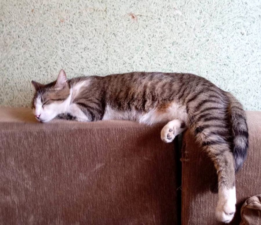 “Кричал и кусал за руки”. В Дзержинском районе кот помог хозяйке спастись от пожара