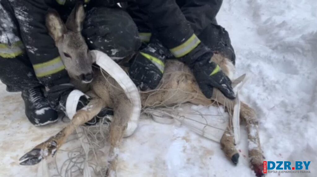 Заблудившуюся в Дзержинске косулю спасли и передали в зоопарк в Станьково