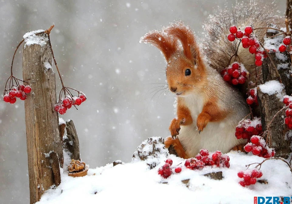 До -28°С обещают в Беларуси 17 января. Какая погода будет в Минской области?
