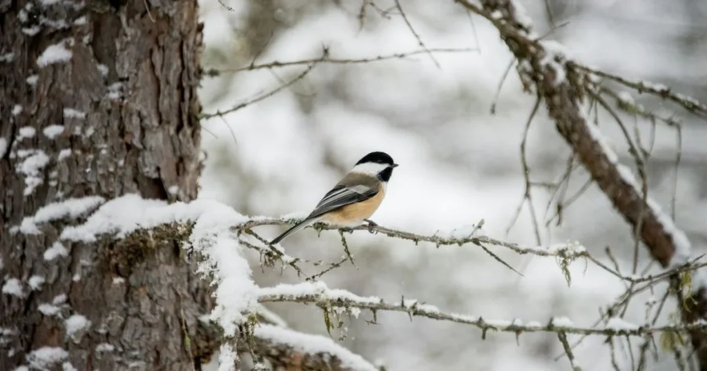 До -6°С и без осадков обещают в Минской области 20 февраля