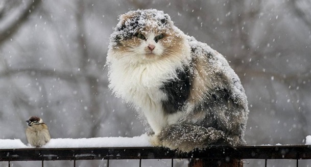 Мокрый снег и +1°С — какая погода будет в Минской области 25 февраля?