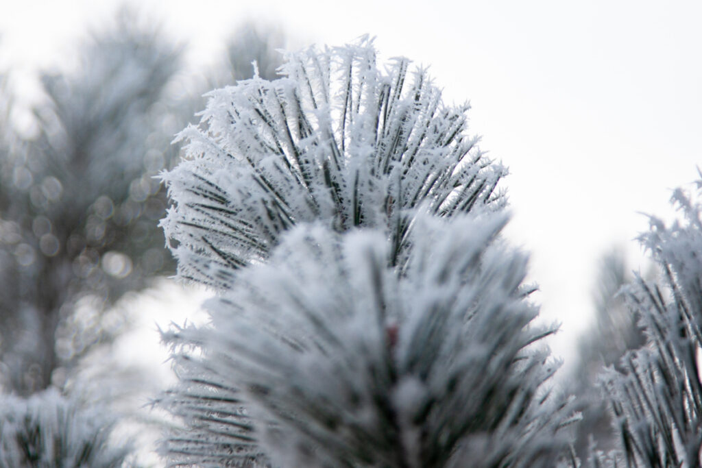 О погоде в Беларуси и Минской области 19 февраля рассказали в Белгидромете