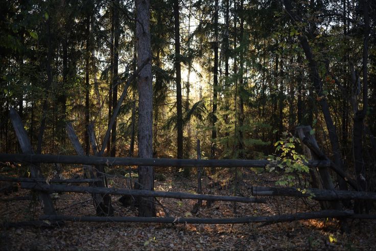 Для чего «забор» в лесу? Рассказали в Минском лесхозе