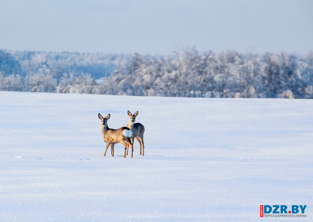 Звериные истории: кадры из дикой природы Дзержинского района