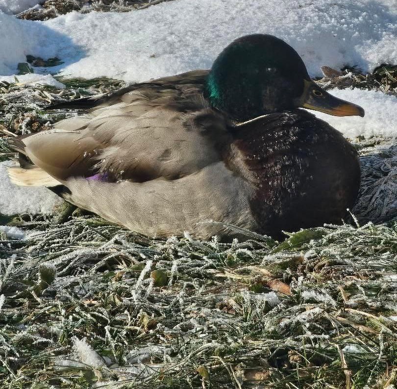 Утка на люке в Дзержинске: почему нельзя кормить хлебом и куда звонить в таких случаях