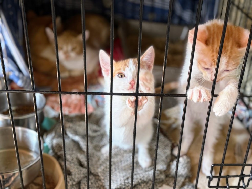 Истории «Пушистого города». Кошка Муся, которая ждет дом уже полгода