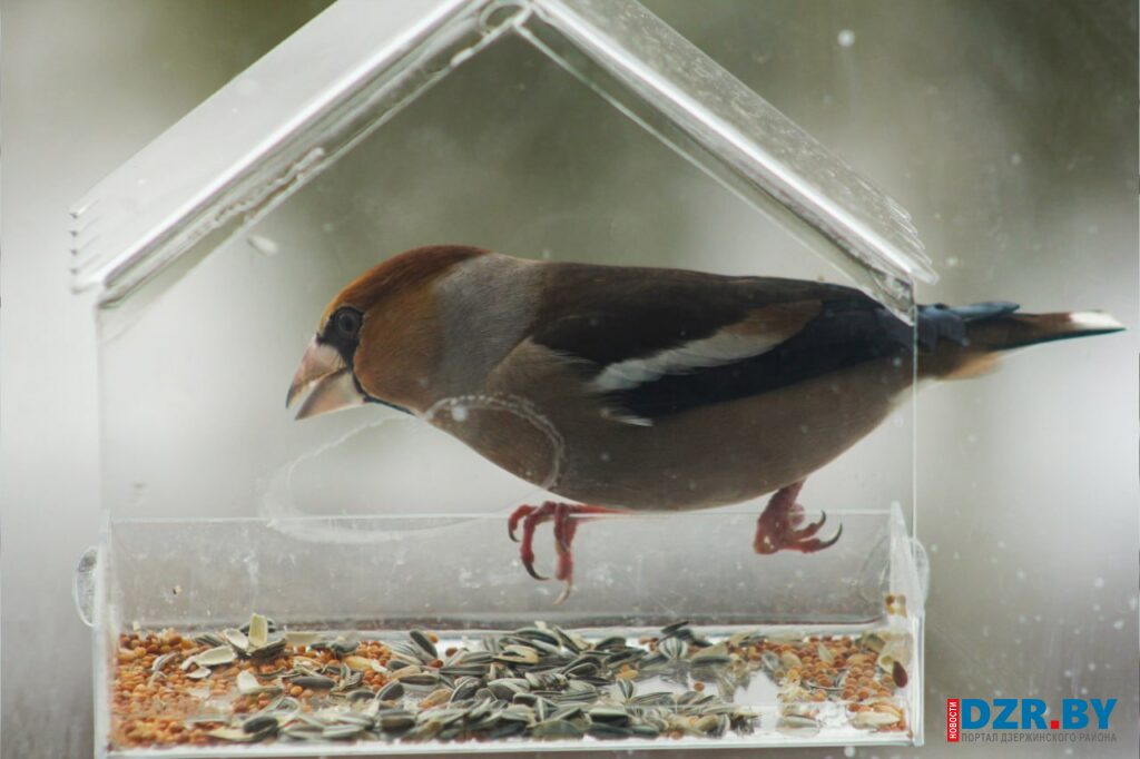 Птичья столовая в действии. Фотофакт
