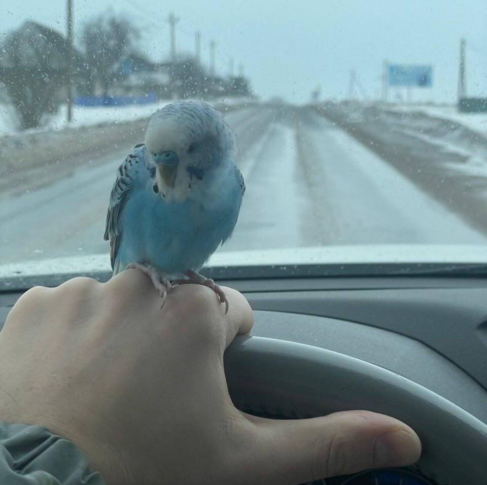 «Это судьба!»: под Дзержинском на заправке нашли замерзающего попугая — пост в Threads тронул всю страну
