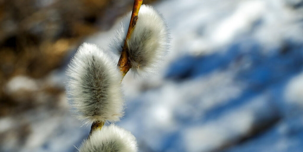 До +4°С и без осадков будет в Минской области 3 марта