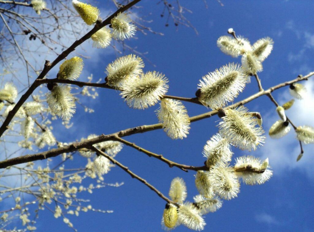 До +14°С будет в Минской области 1 апреля