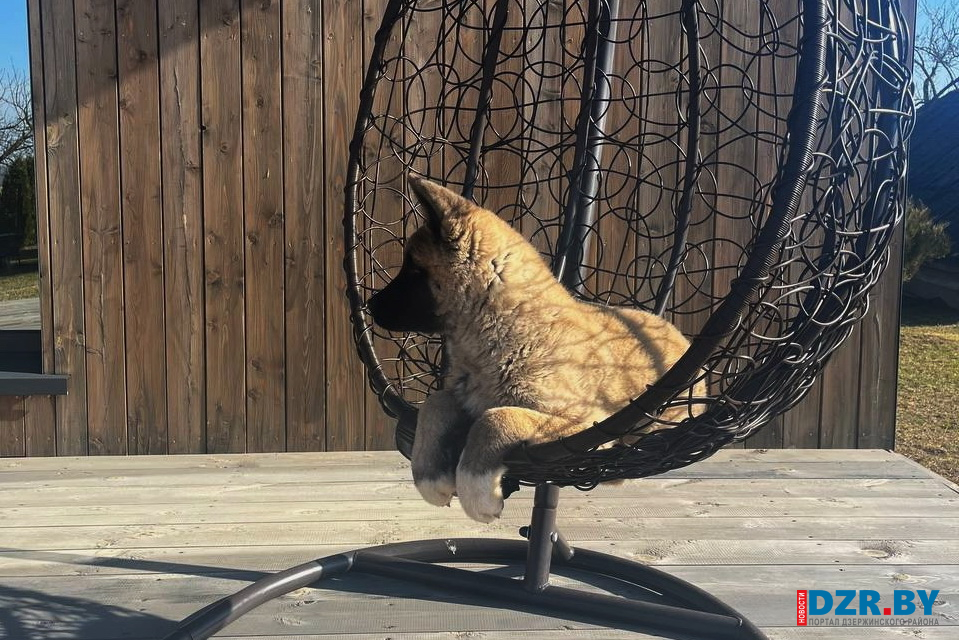 Как зарегистрировать собаку и не попасть на штраф, рассказали в Дзержинском ЖКХ