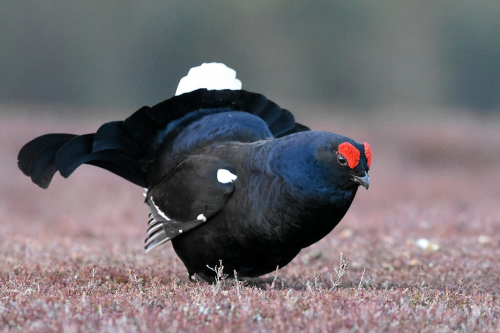 В Беларуси 20 марта открывается весенняя охота на глухаря, тетерева и вальдшнепа