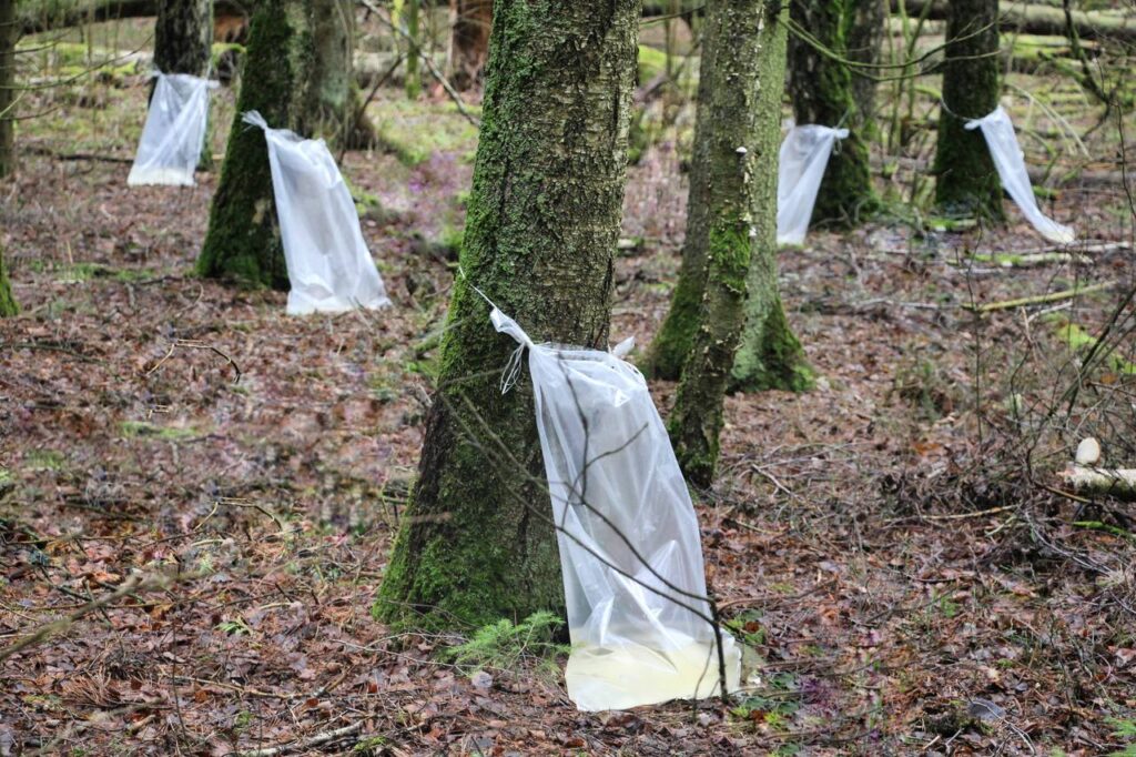 42 копейки за литр. В лесничествах Дзержинского района стартует продажа березового сока