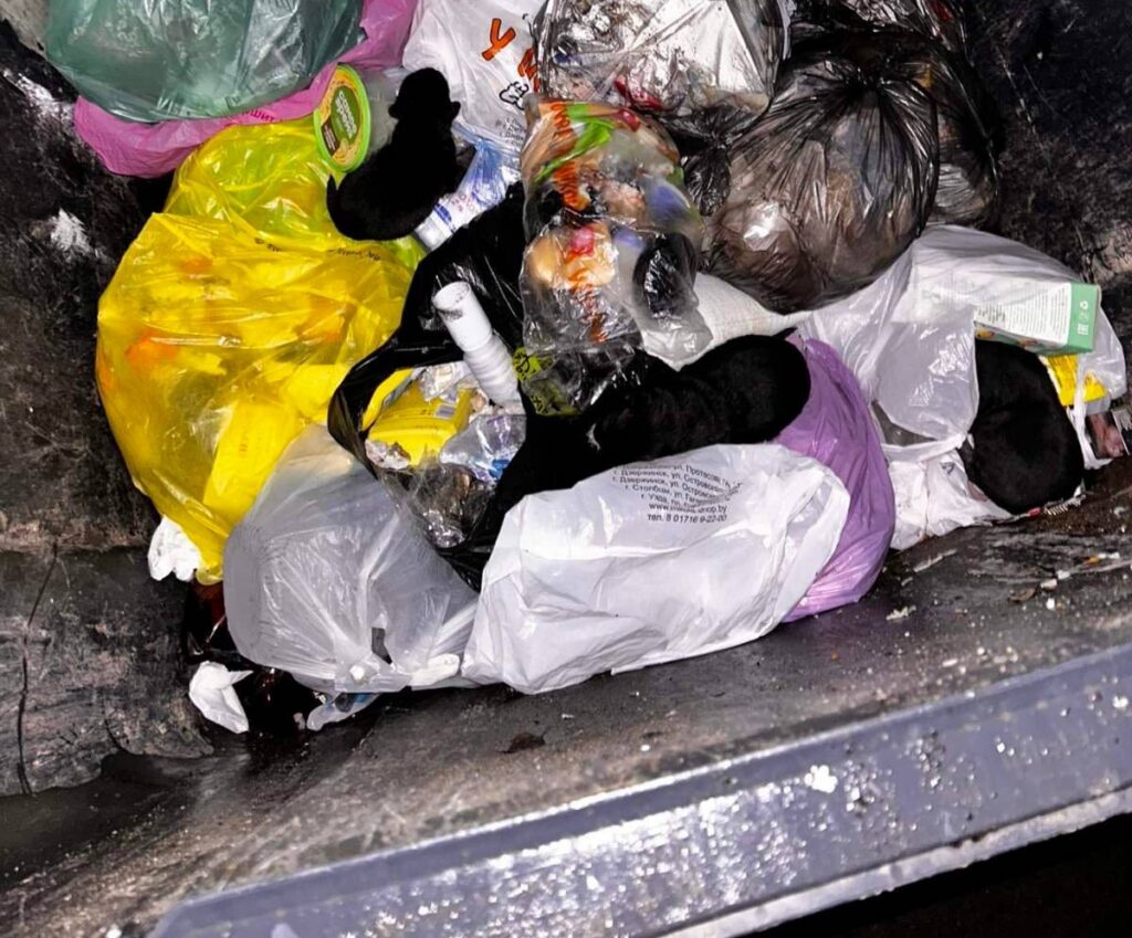 Истории «Пушистого города». Как щенки из мусорного контейнера боролись за жизнь и победили