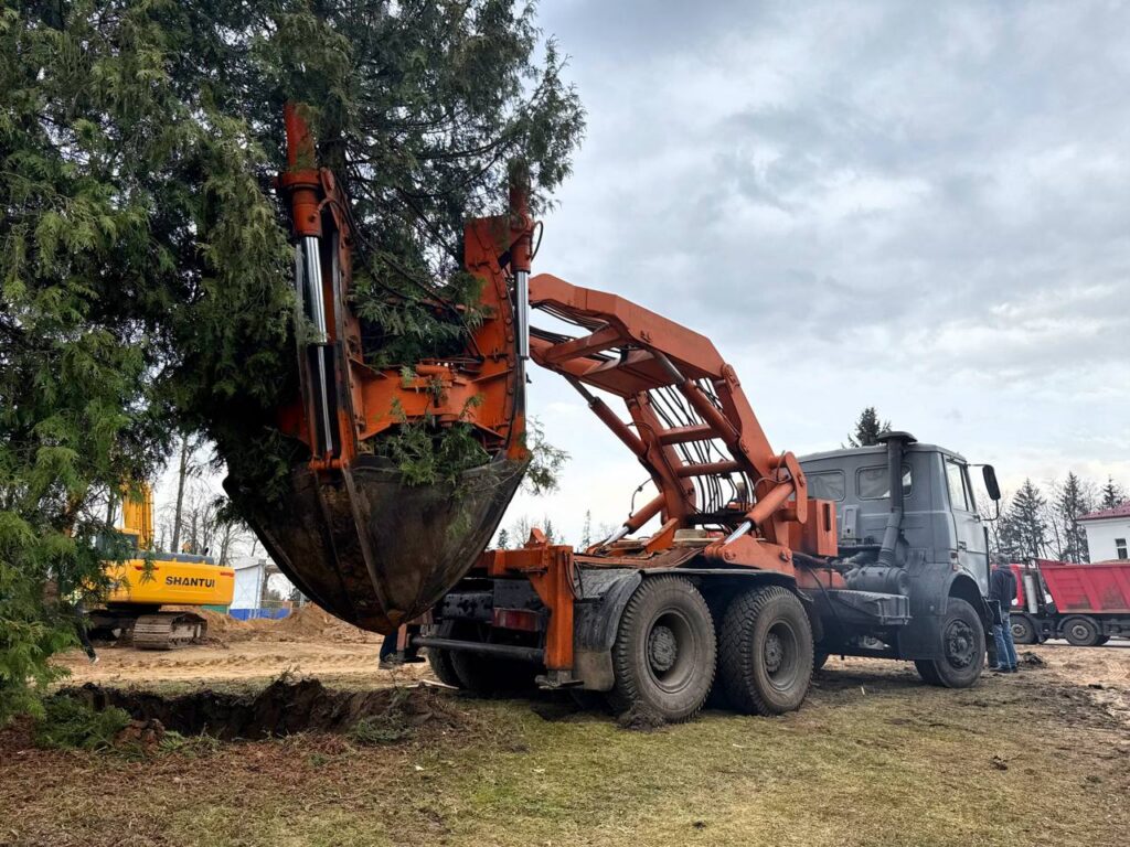 В центре Дзержинска спасают ели: деревья пересаживают с помощью уникальной техники