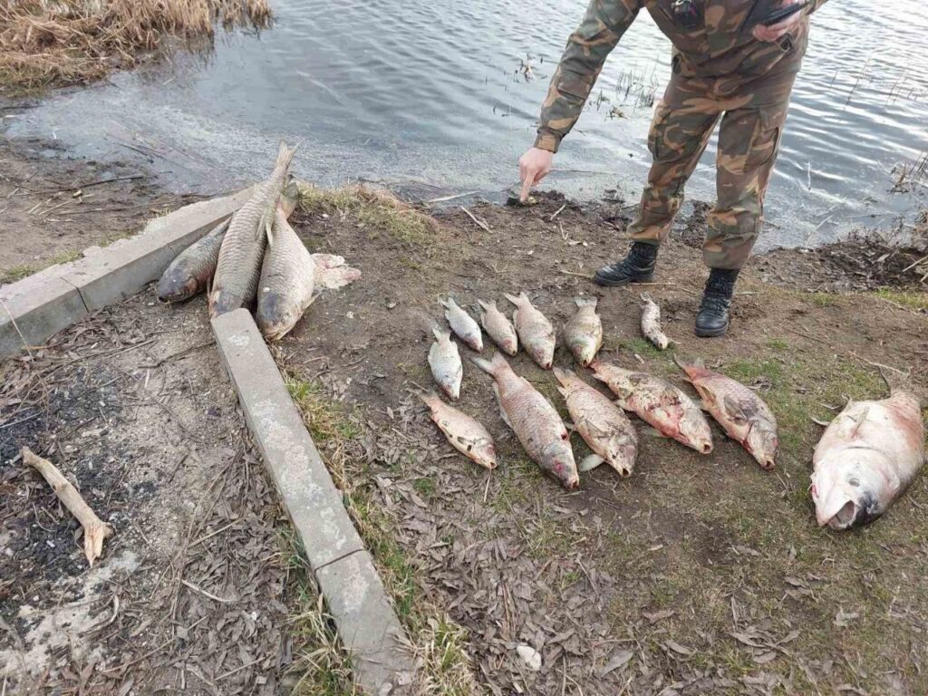 Мор рыбы в Даниловичах: специалисты ищут причину гибели белого амура и карпа