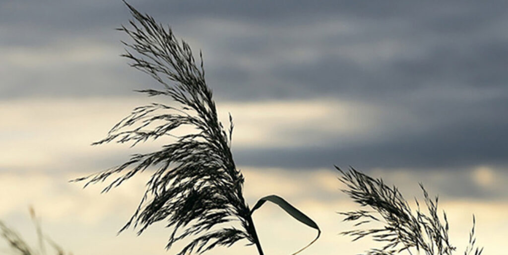 В Беларуси на 30 апреля объявлено штормовое предупреждение из-за заморозков