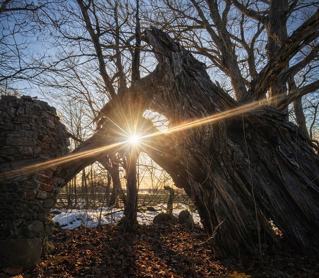 Призрак былого величия в Пахомовщине. Тайна старой часовни, которую подпирает дерево