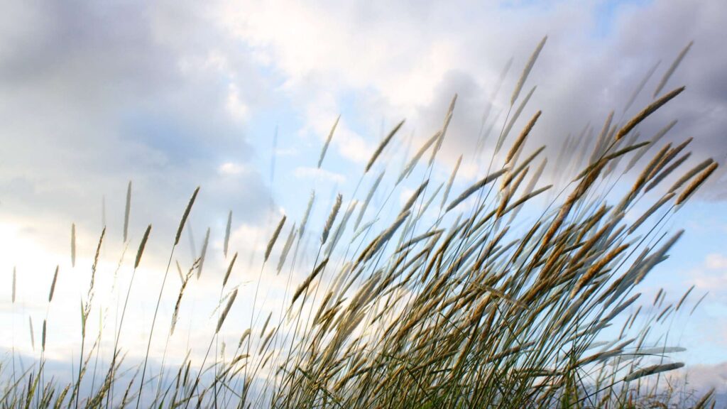 Штормовое предупреждение и до -3 °С — о погоде в Беларуси 1 мая рассказали синоптики