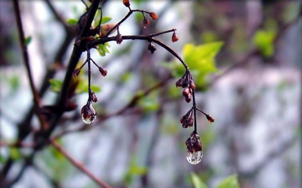 До +15°С днем и без осадков прогнозируют в Минской области 3 апреля