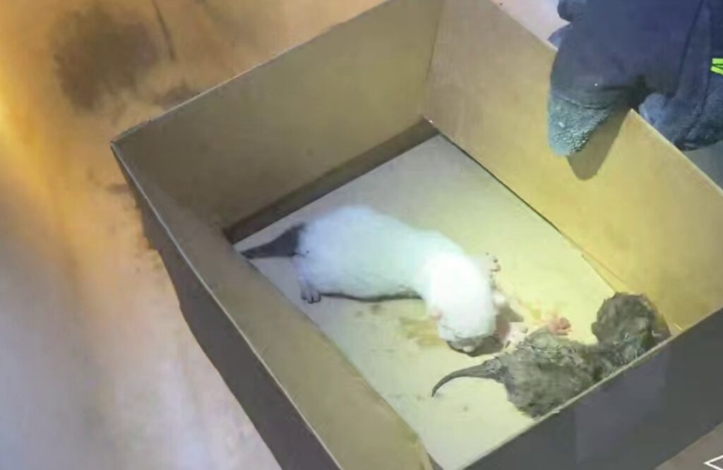 В Дзержинске спасатели пришли на помощь новорождённым котятам