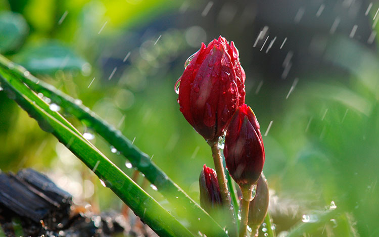 Синоптики рассказали о погоде 26 апреля