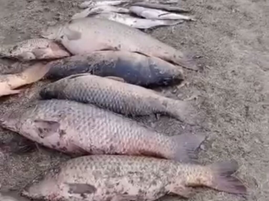 Почему погибла рыба в Вязанке: следователи и экологи выясняют причины