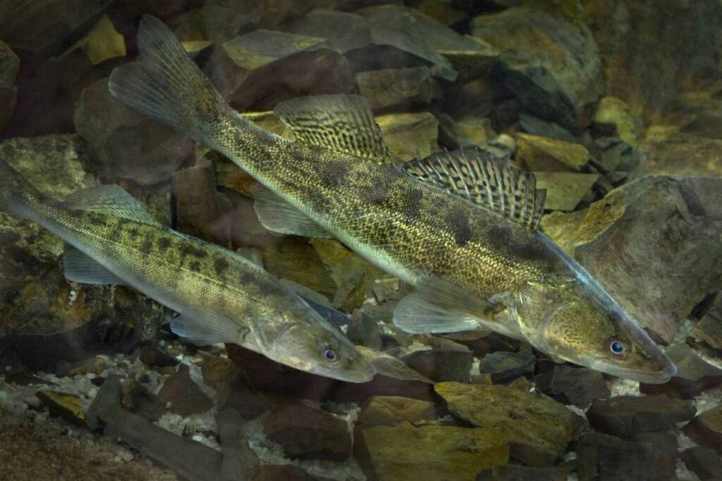 С 15 апреля в Беларуси за вылов судака предусмотрен штраф до 30 базовых величин