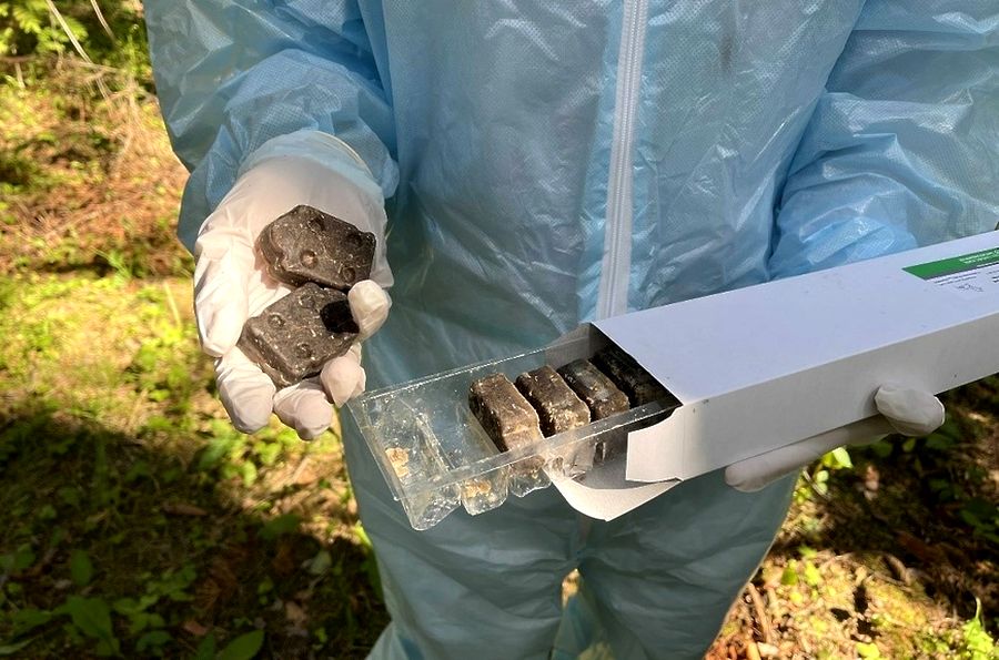 В Минской области начнут вакцинировать диких животных