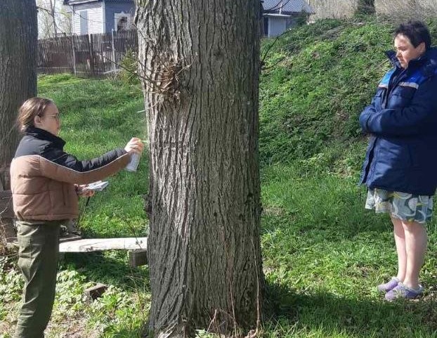 В Фанипольском сельсовете стартовали мероприятия по выявлению аварийных деревьев