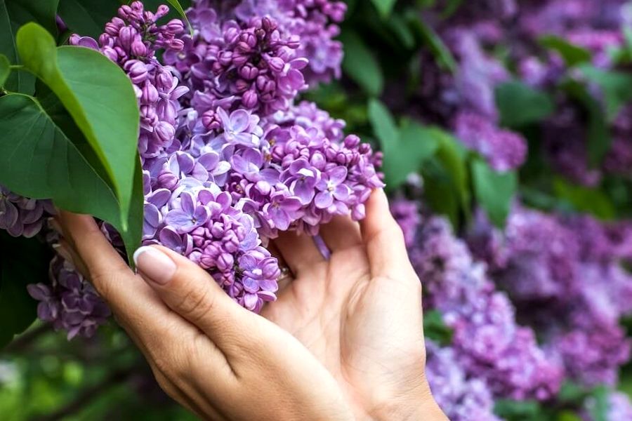 Какой штраф предусмотрен за сорванную сирень и где ее все-таки можно рвать